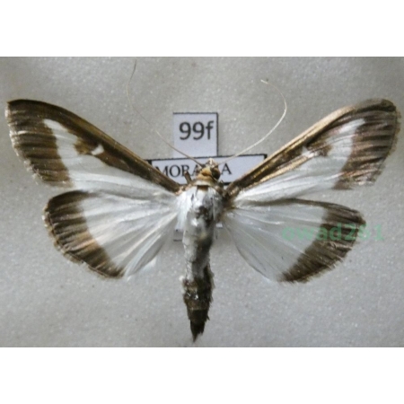 Cydalima perspectalis (Walker, 1859) Ćma bukszpanowa Poland99f